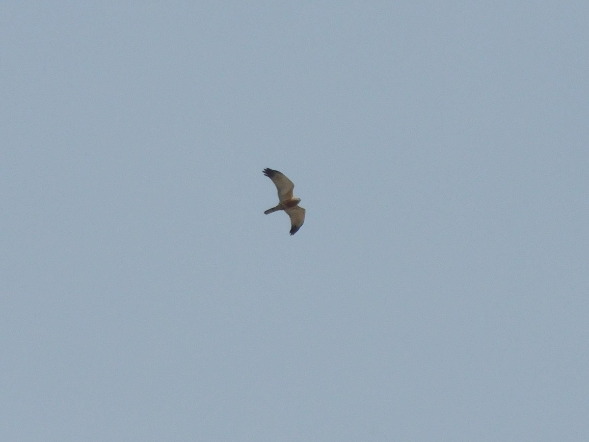 Western Marsh Harrier - ML400333481