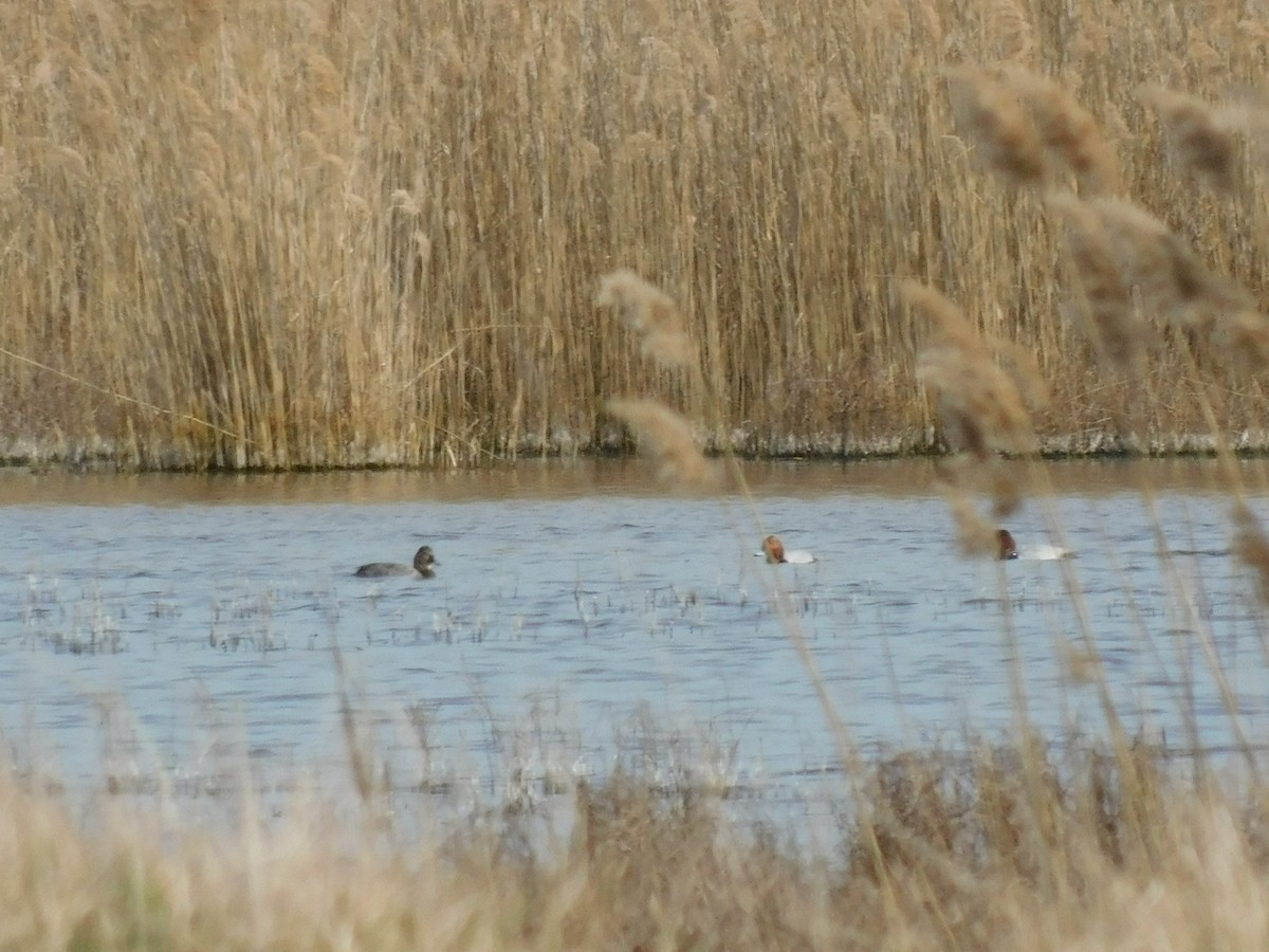 Common Pochard - ML400333691