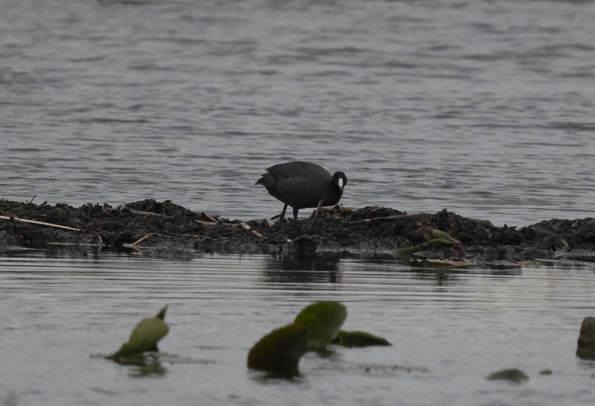 American Coot - ML400335251