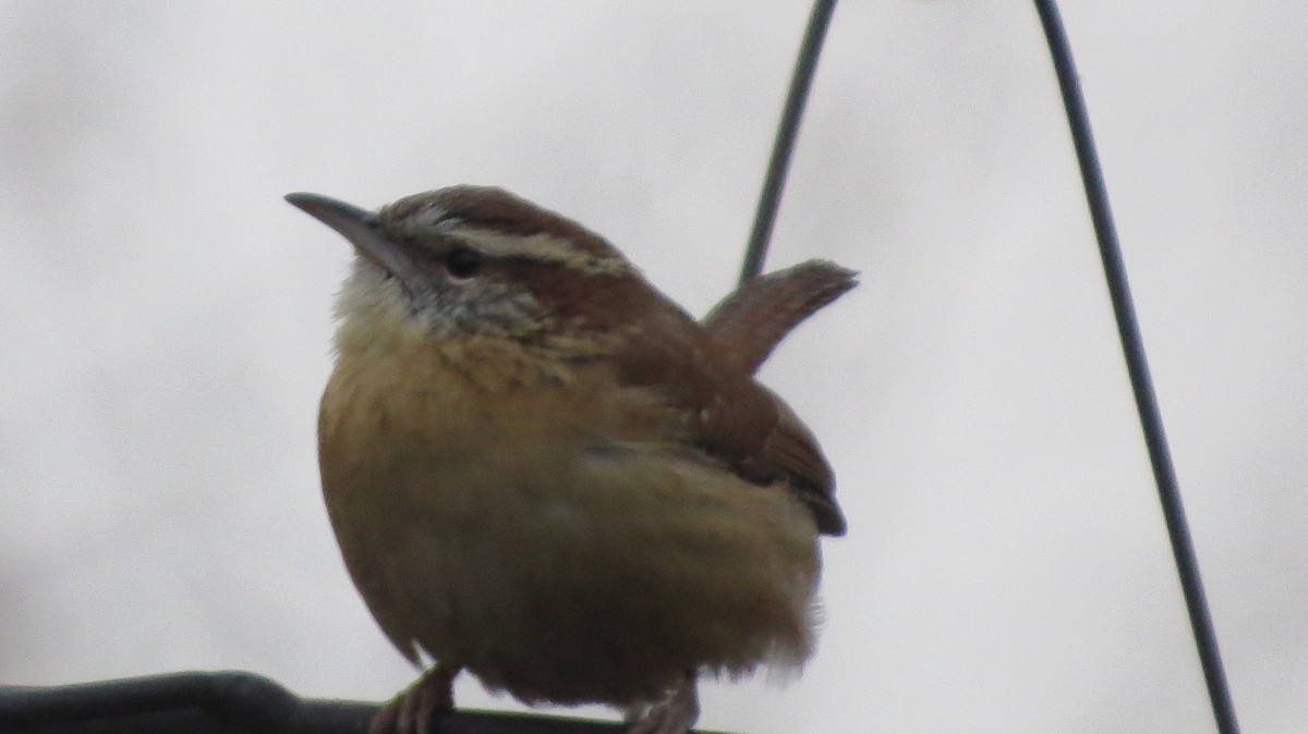 Carolina Wren - ML400335301