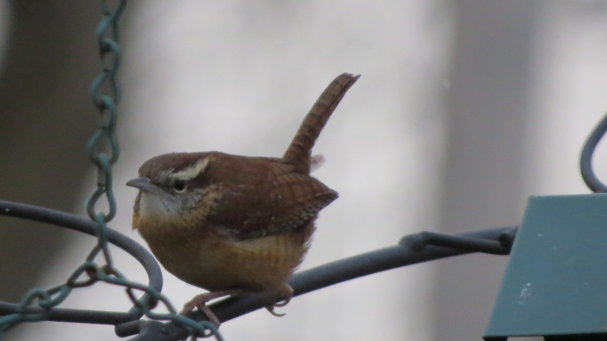 Carolina Wren - ML400335351