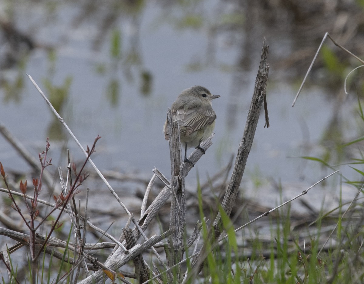 Warbling Vireo (Eastern) - ML400336291