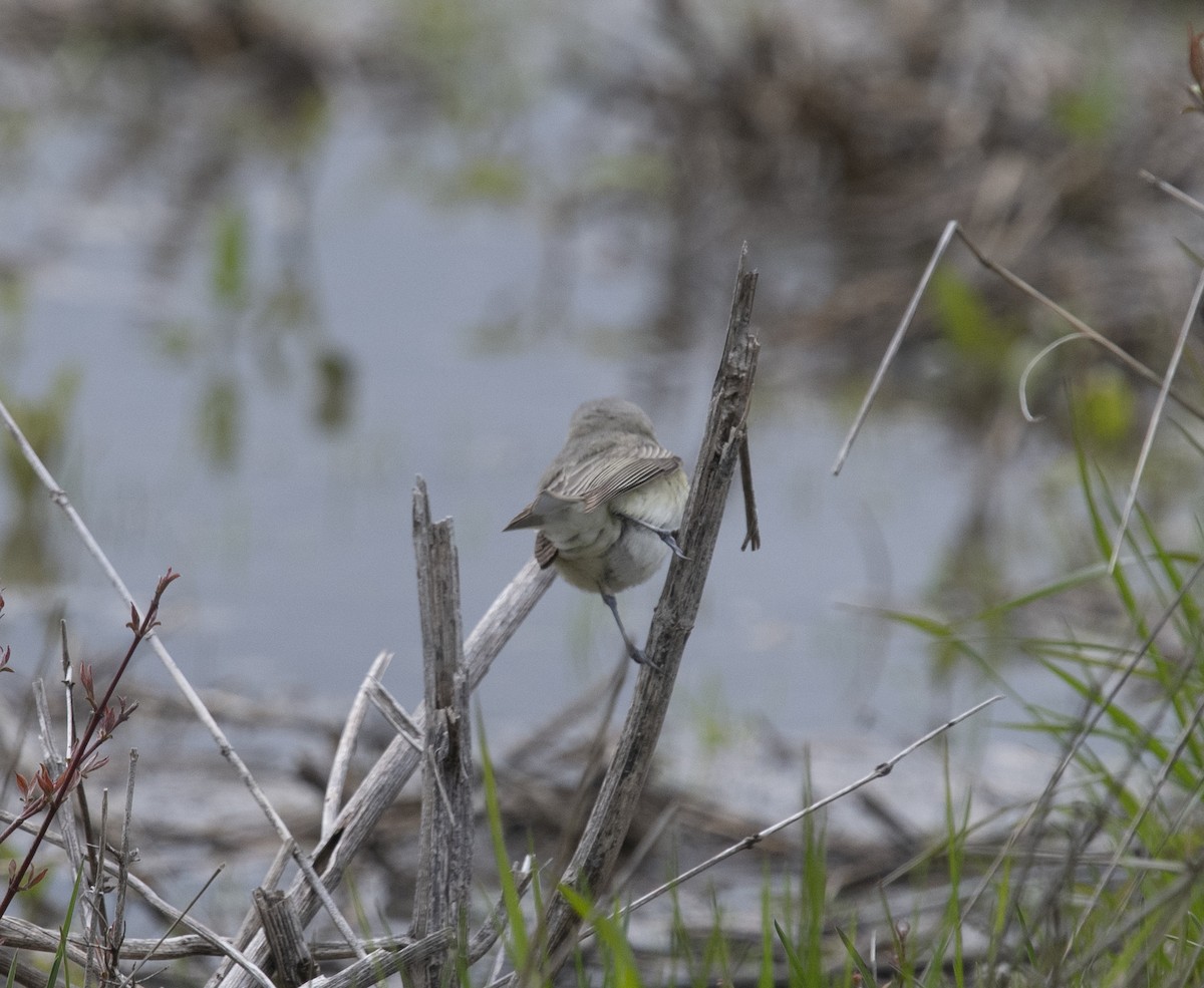 Warbling Vireo (Eastern) - ML400336311