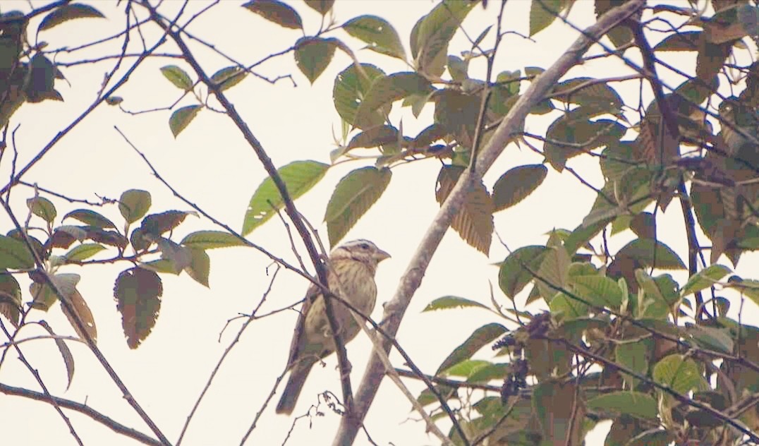 Rose-breasted Grosbeak - ML400336361