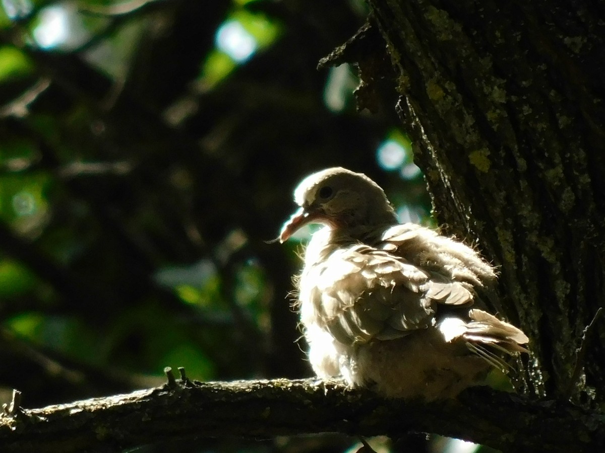 Eurasian Collared-Dove - ML400336381