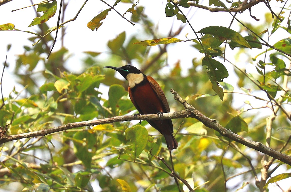 Buff-throated Sunbird - ML400336721