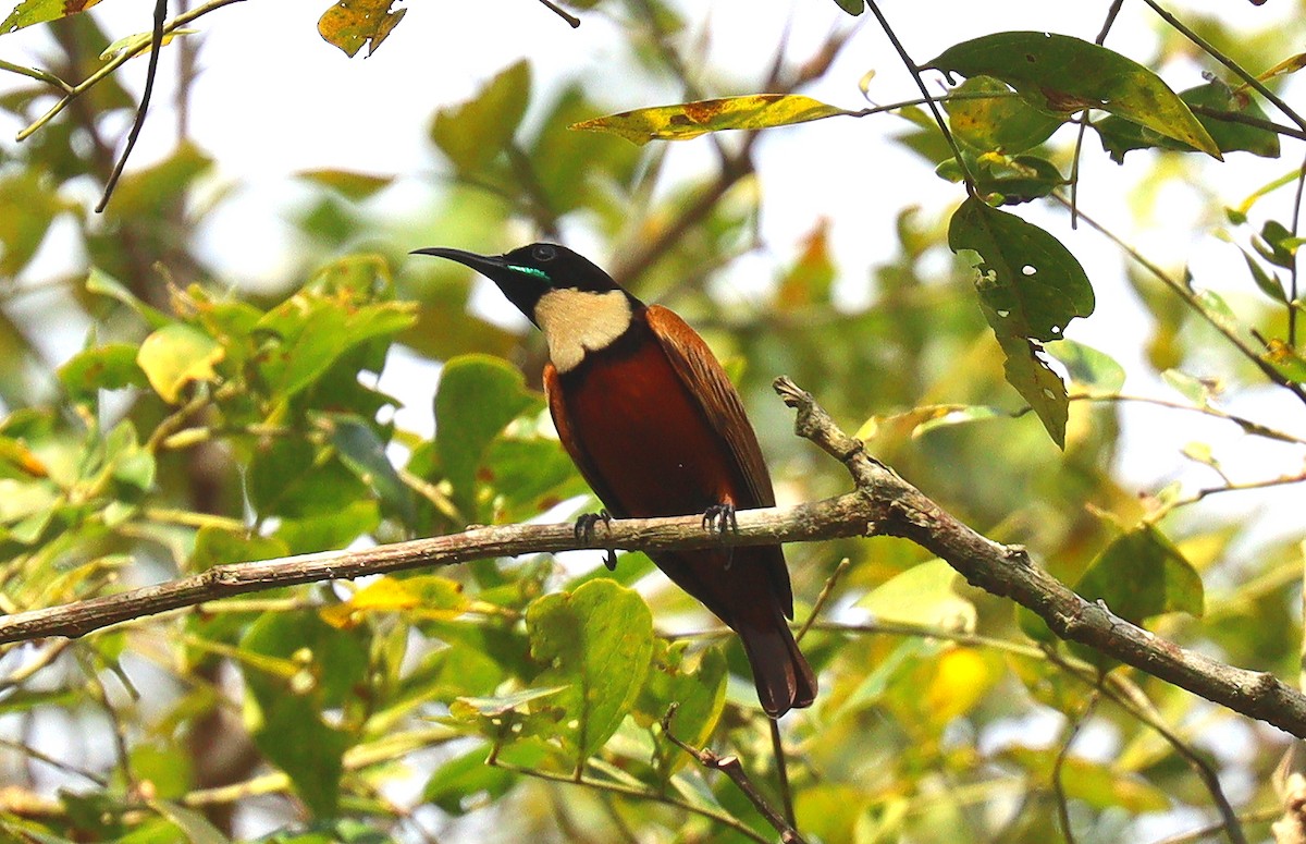 Buff-throated Sunbird - ML400337691