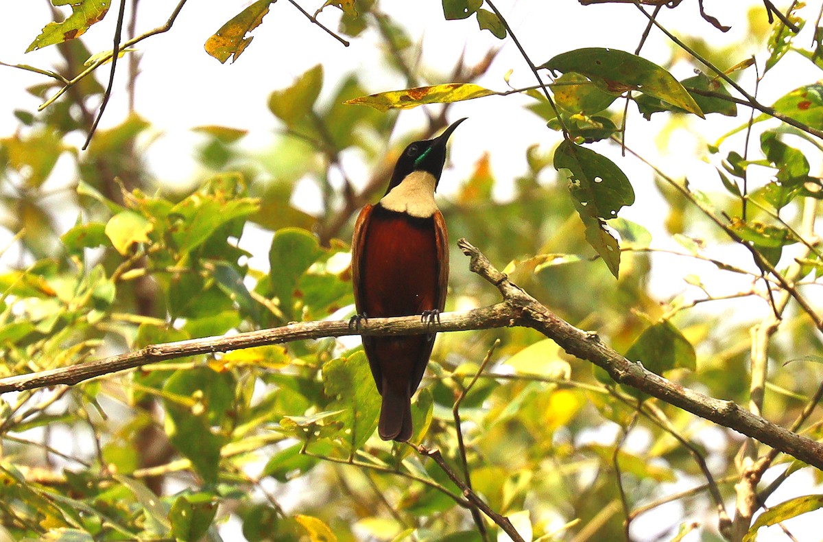 Buff-throated Sunbird - ML400337701