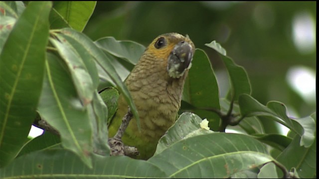 Brown-throated Parakeet (Brown-throated) - ML400338