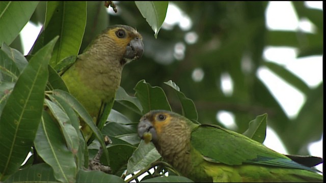 チャノドインコ（pertinax グループ） - ML400339