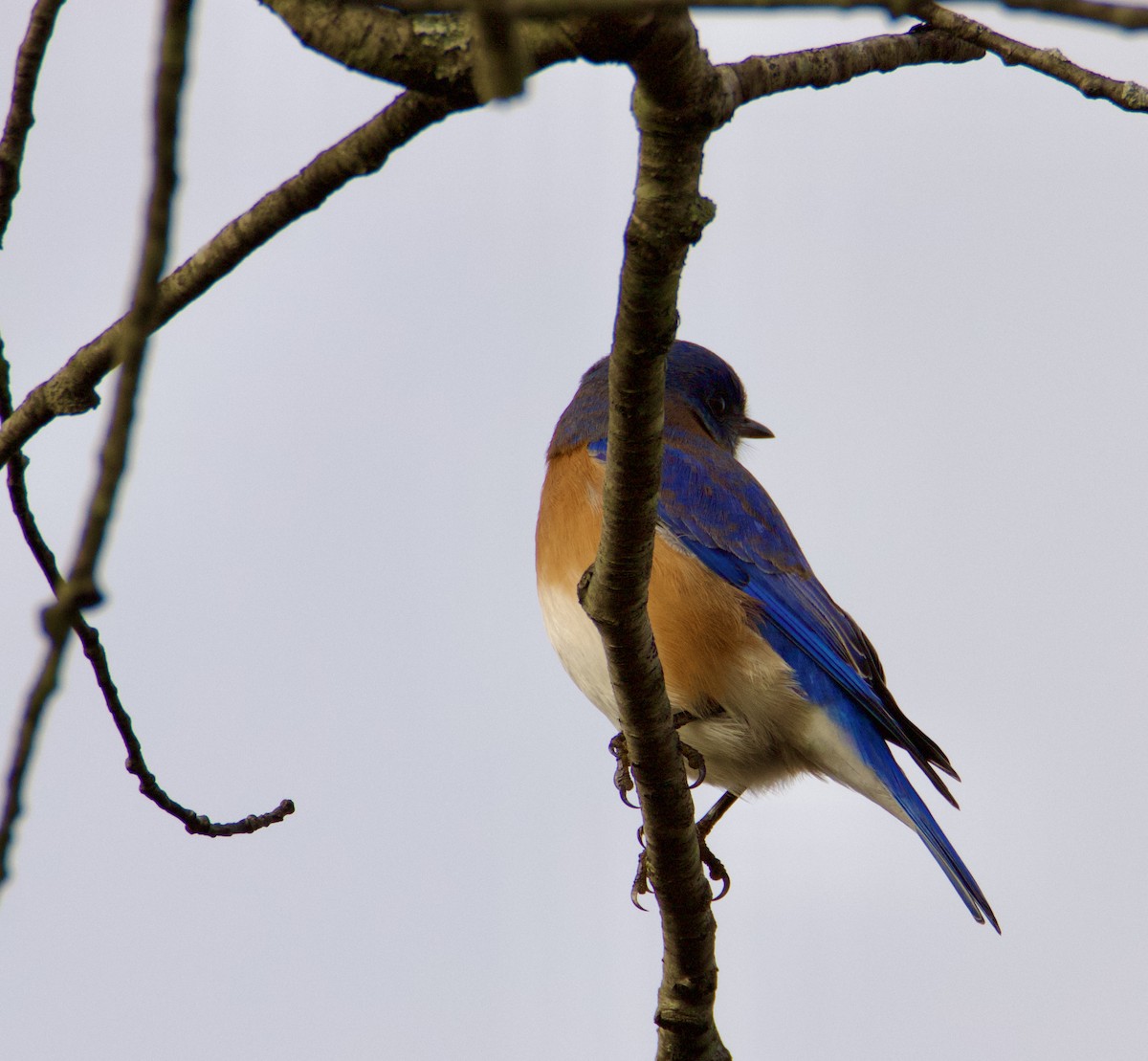 Eastern Bluebird - ML400340571