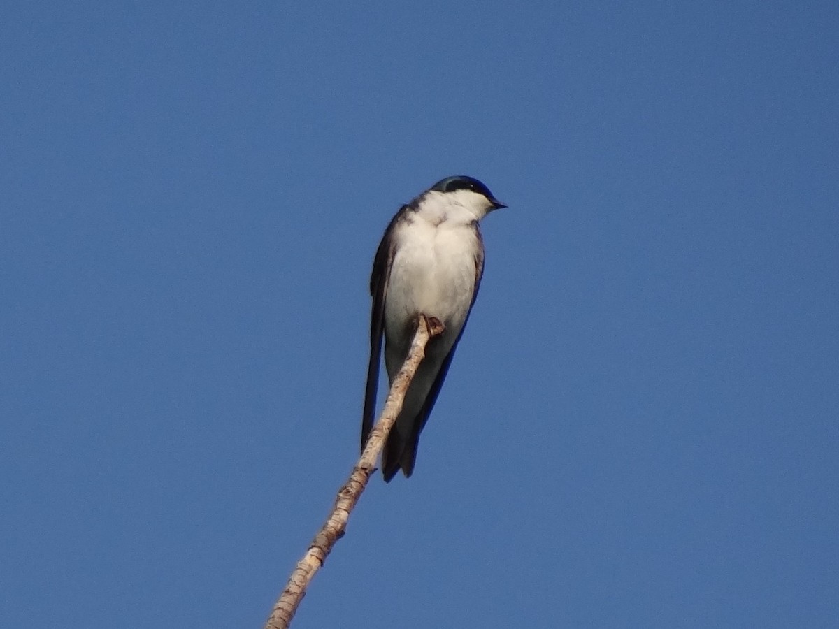 Tree Swallow - ML40034191