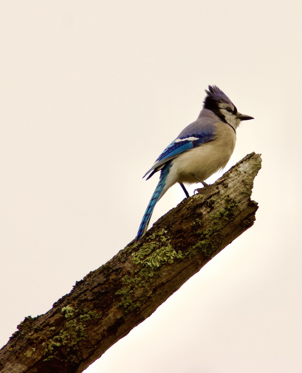 Blue Jay - Jim Sweany