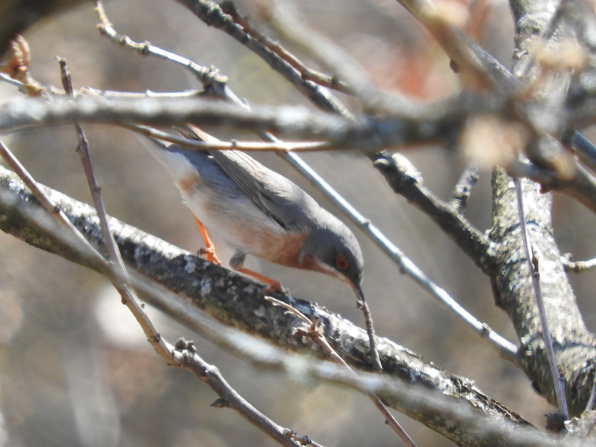 Eastern Subalpine Warbler - ML400344131