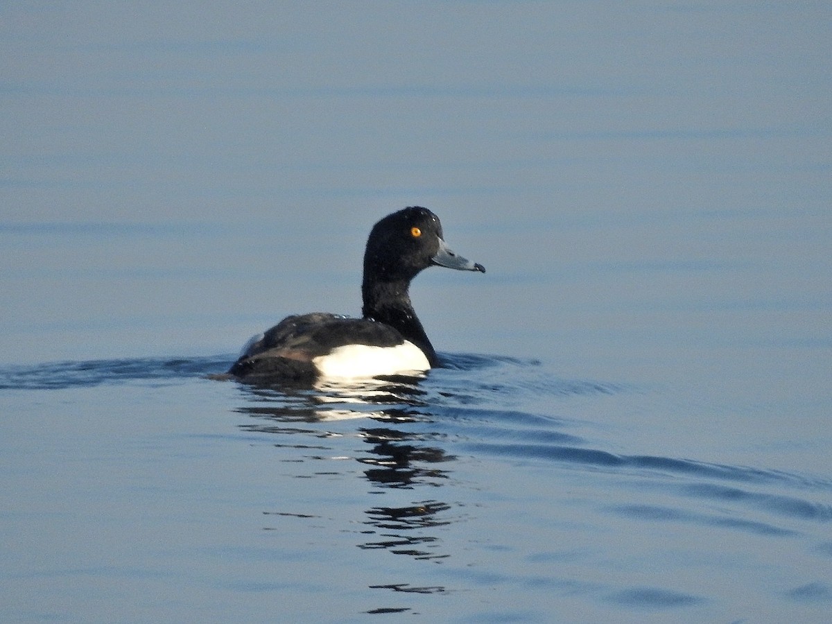 Tufted Duck - ML400344381
