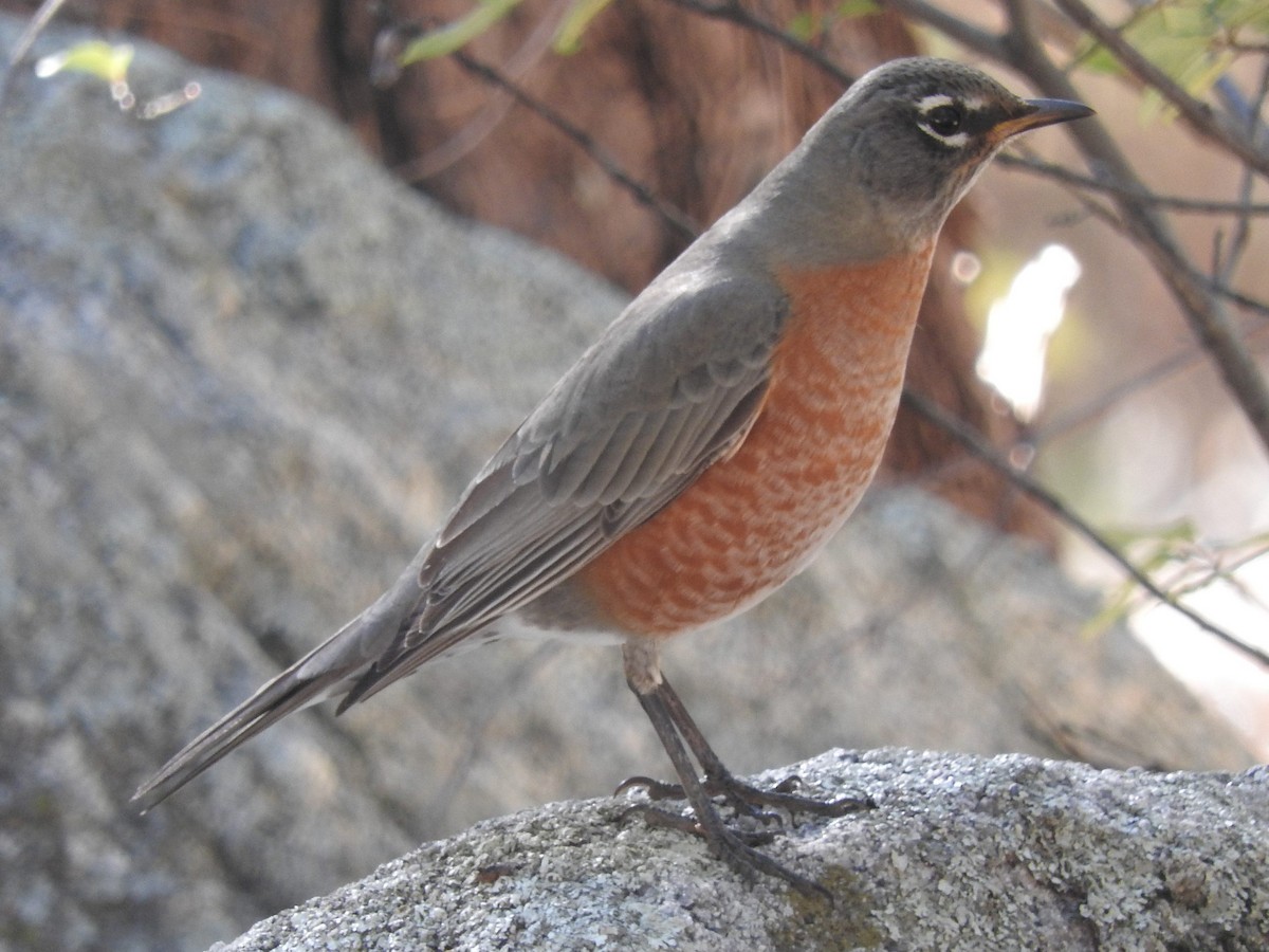 American Robin - ML40034631