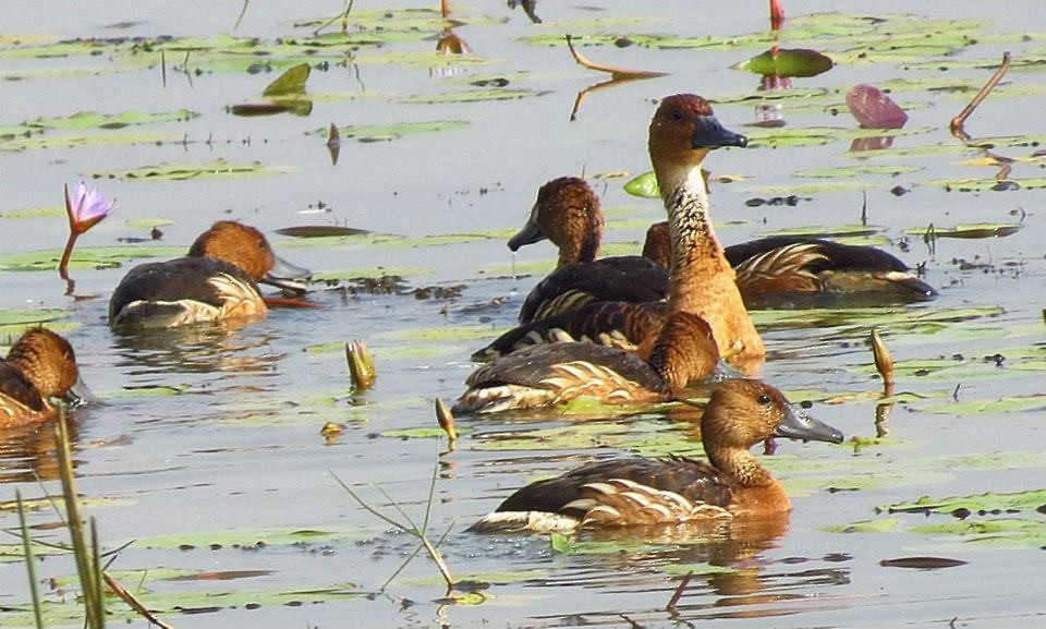 Fulvous Whistling-Duck - ML400348031