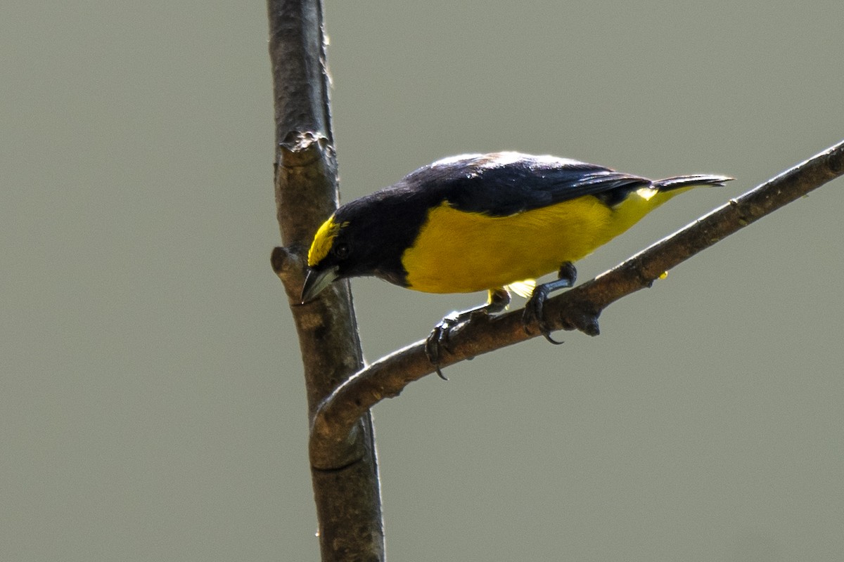 Purple-throated Euphonia - ML400351231