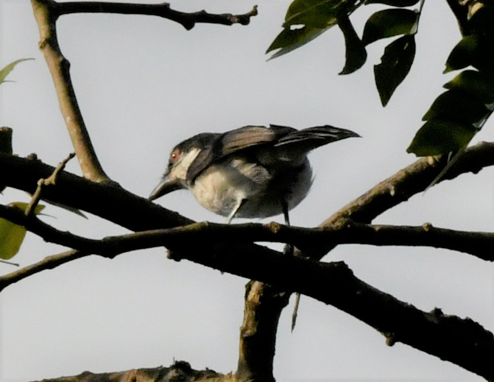 Red-eyed Puffback - ML400351601