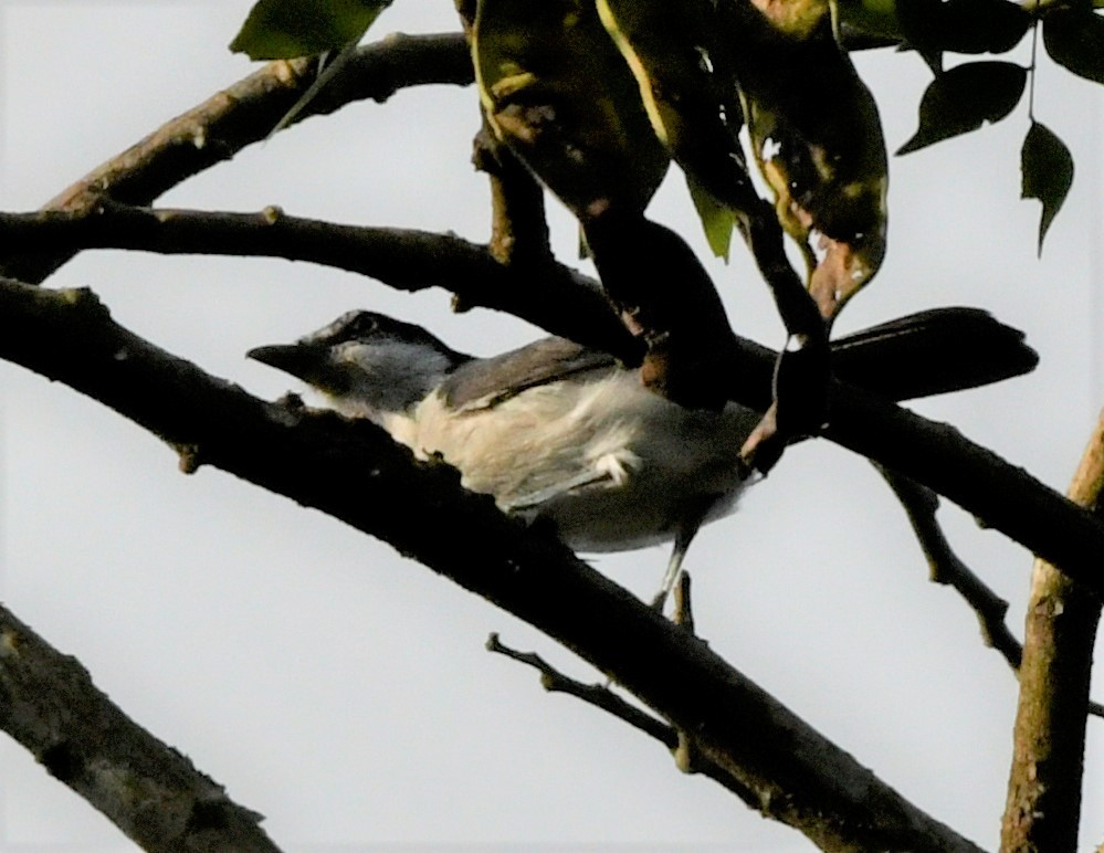 Red-eyed Puffback - ML400351611