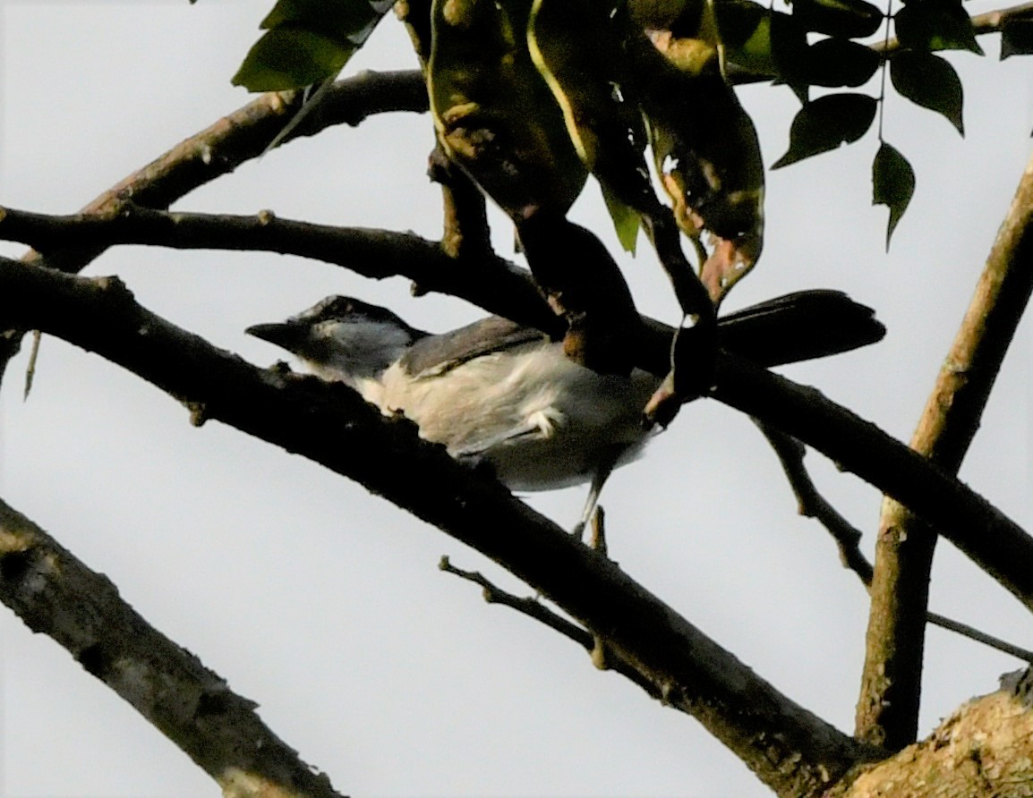 Red-eyed Puffback - ML400351621