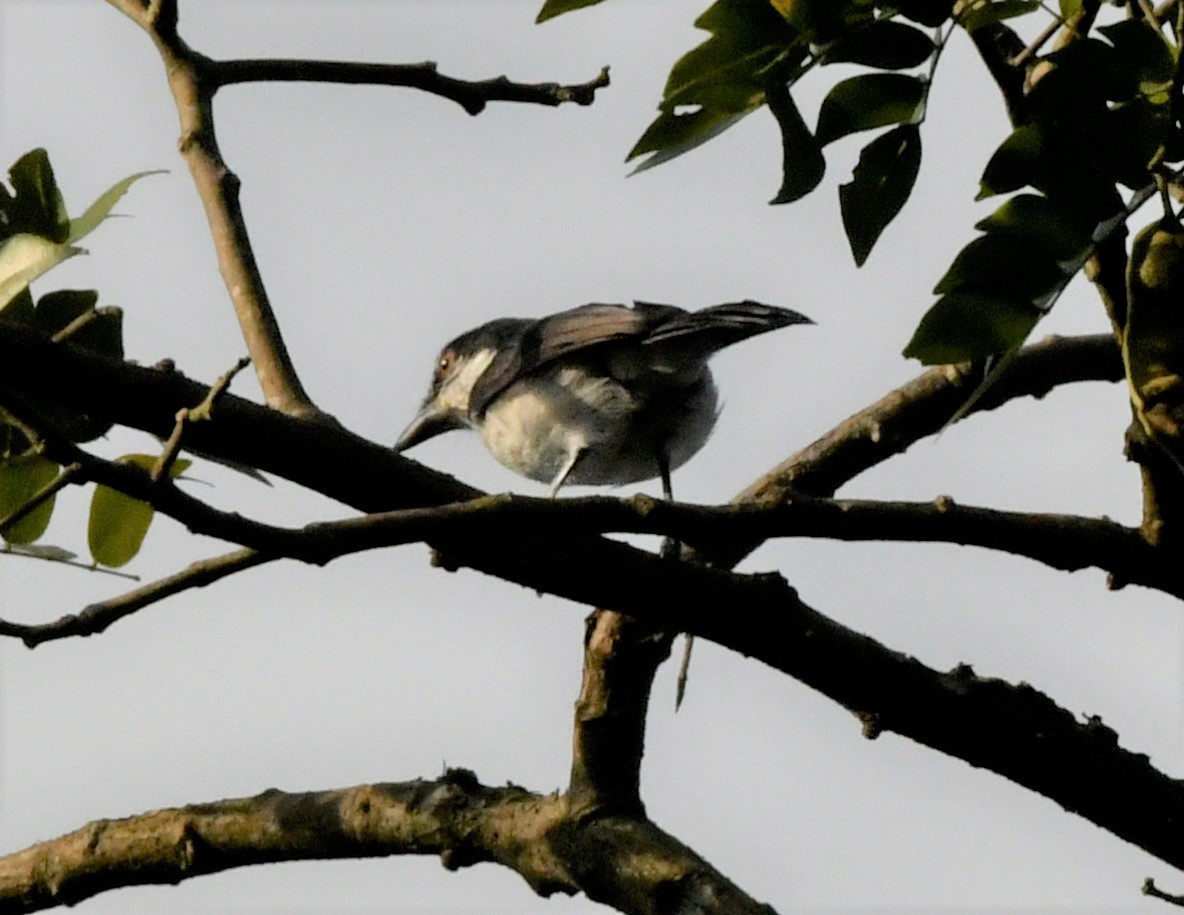 Red-eyed Puffback - FELIX-MARIE AFFA'A