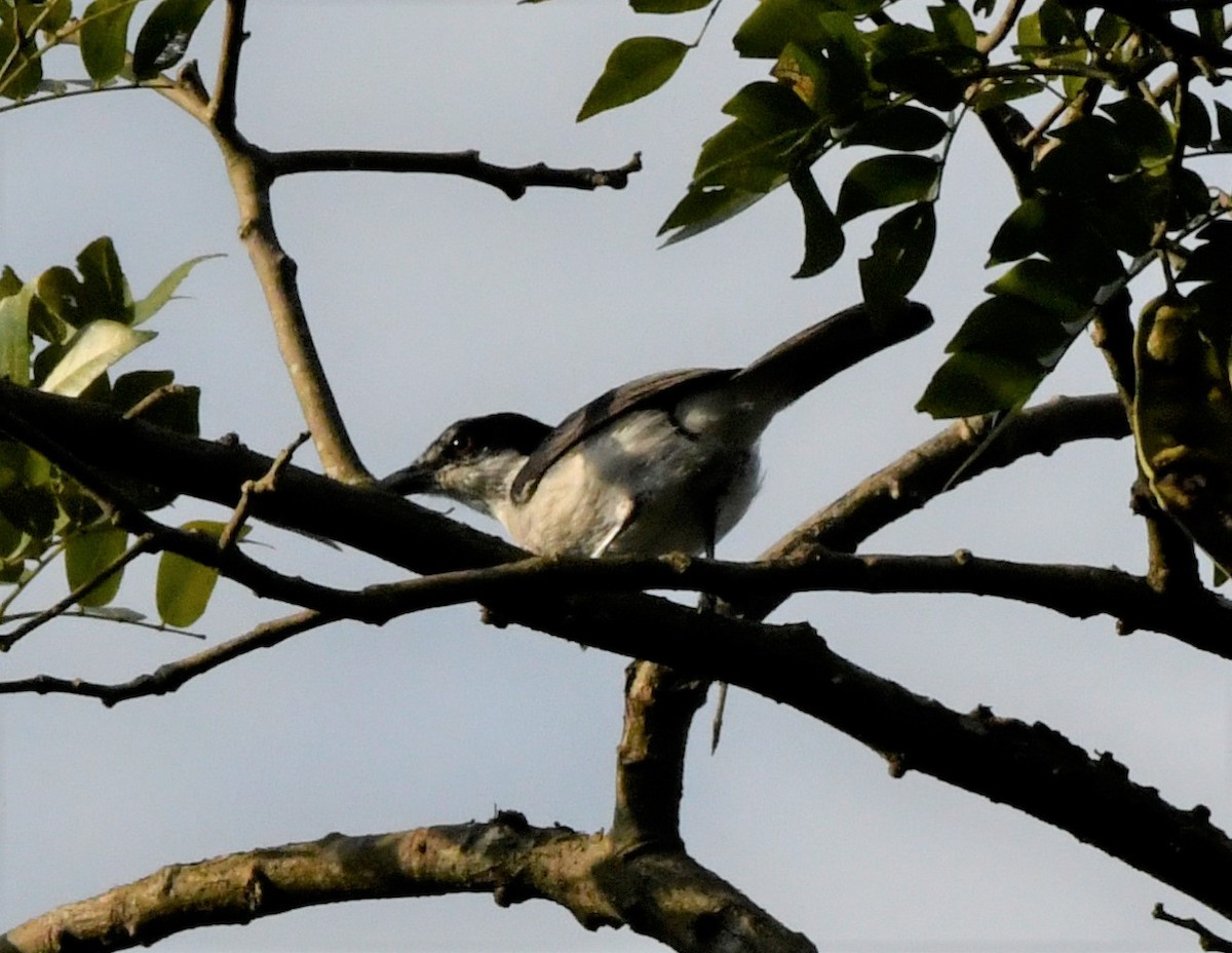 Red-eyed Puffback - ML400351651