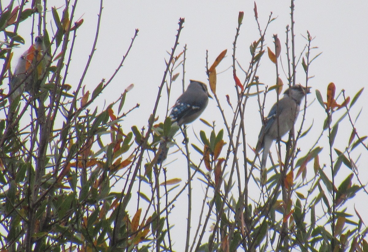 Blue Jay - ML400353111