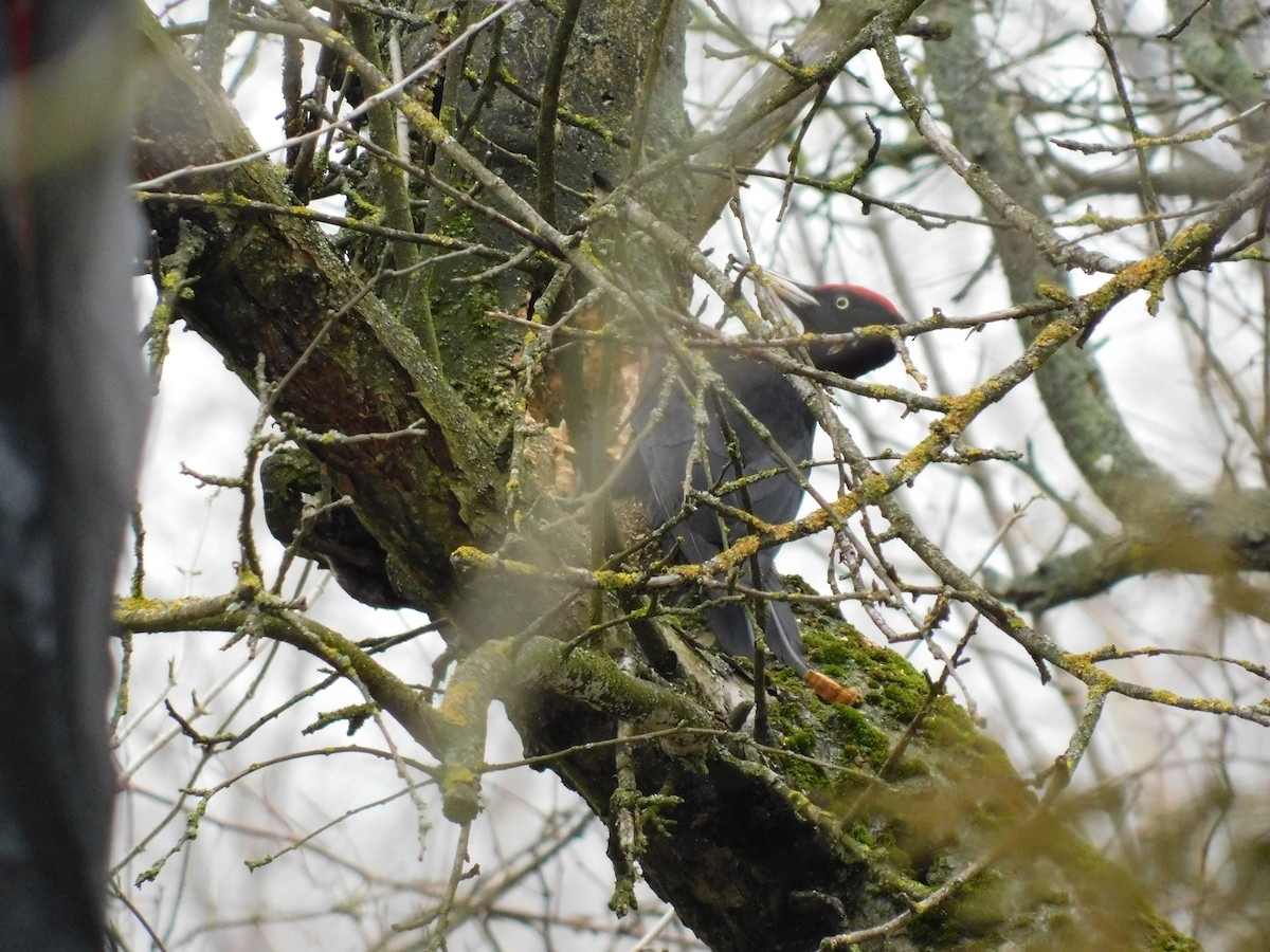 Black Woodpecker - ML400353461