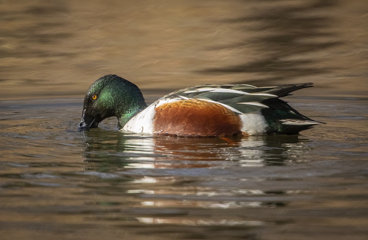 Northern Shoveler - Elliot Barnathan