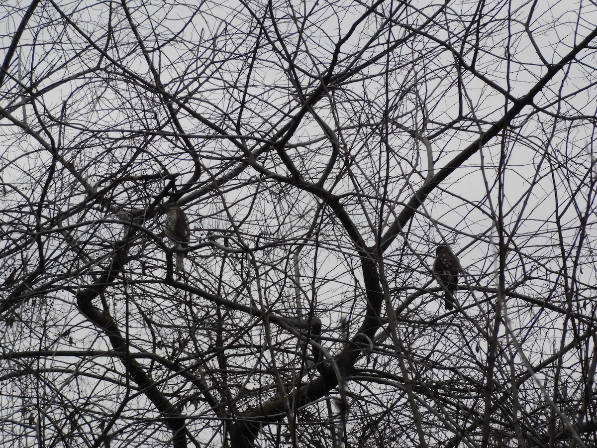 Eurasian Sparrowhawk - ML400355201