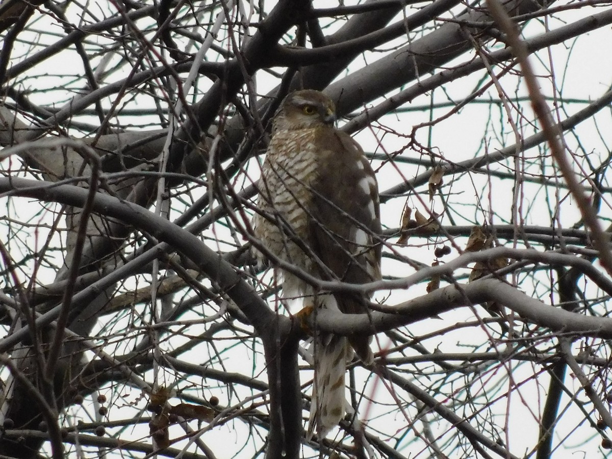 Eurasian Sparrowhawk - ML400355271