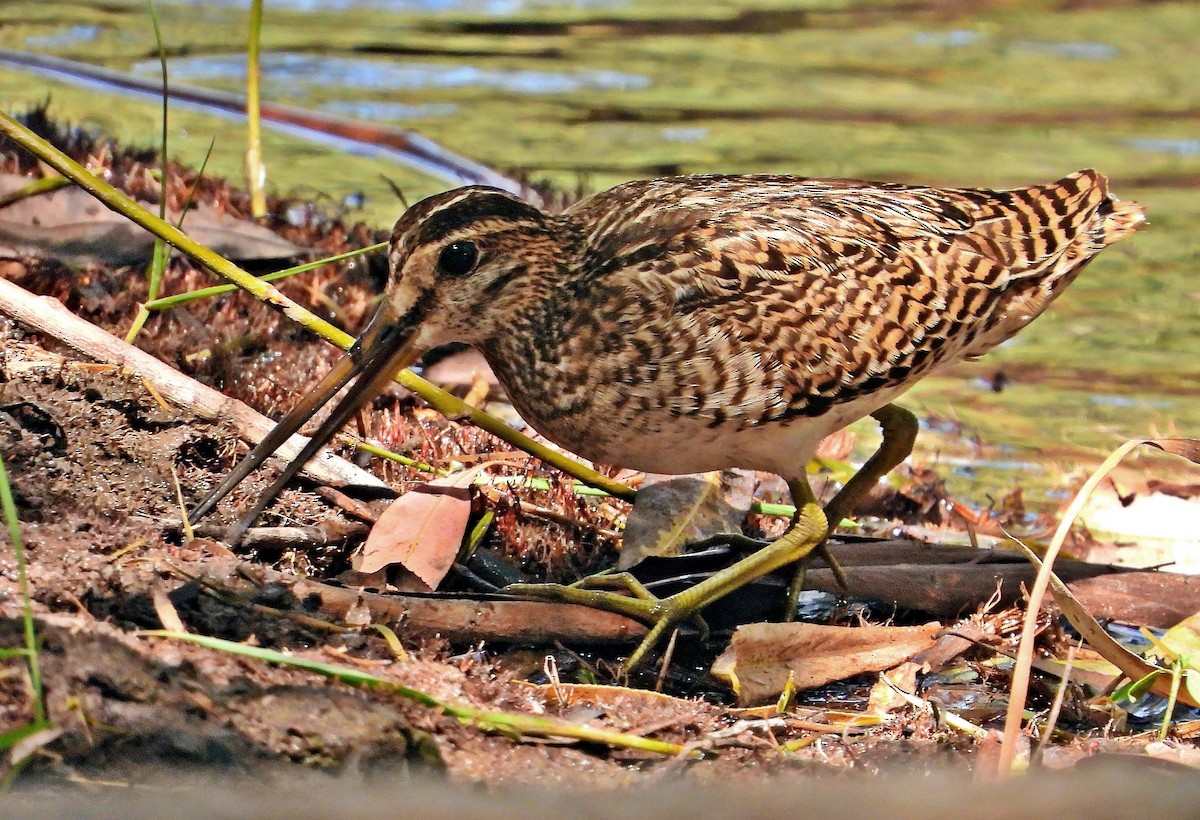 Pin-tailed Snipe - ML400355591