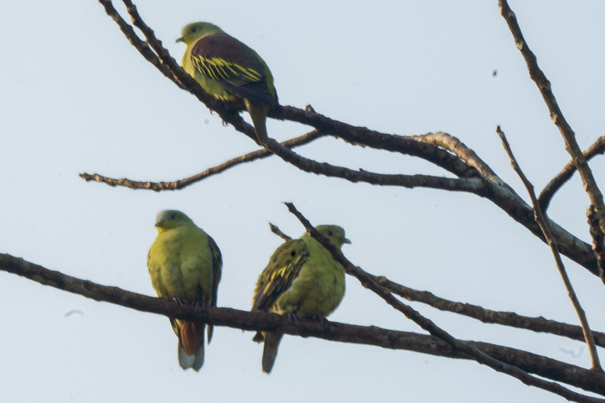 Gray-fronted Green-Pigeon - Jagrook Dawra