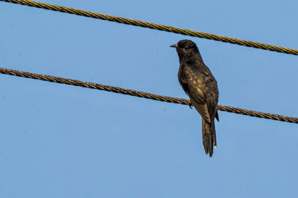Gray-bellied Cuckoo - Jagrook Dawra
