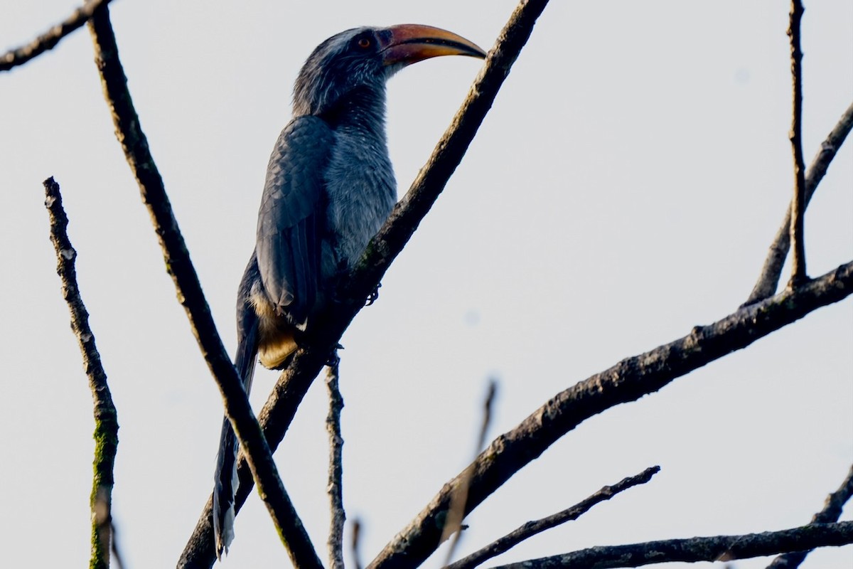 Malabar Gray Hornbill - Jagrook Dawra