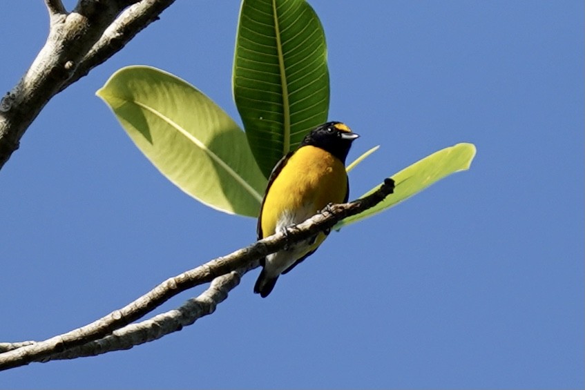 White-vented Euphonia - ML400356721