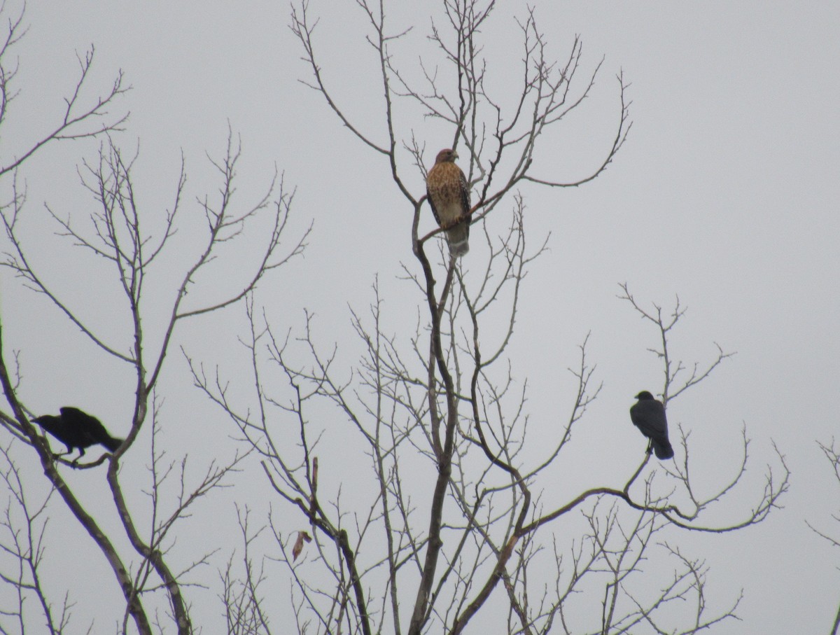 Red-shouldered Hawk - ML400356881