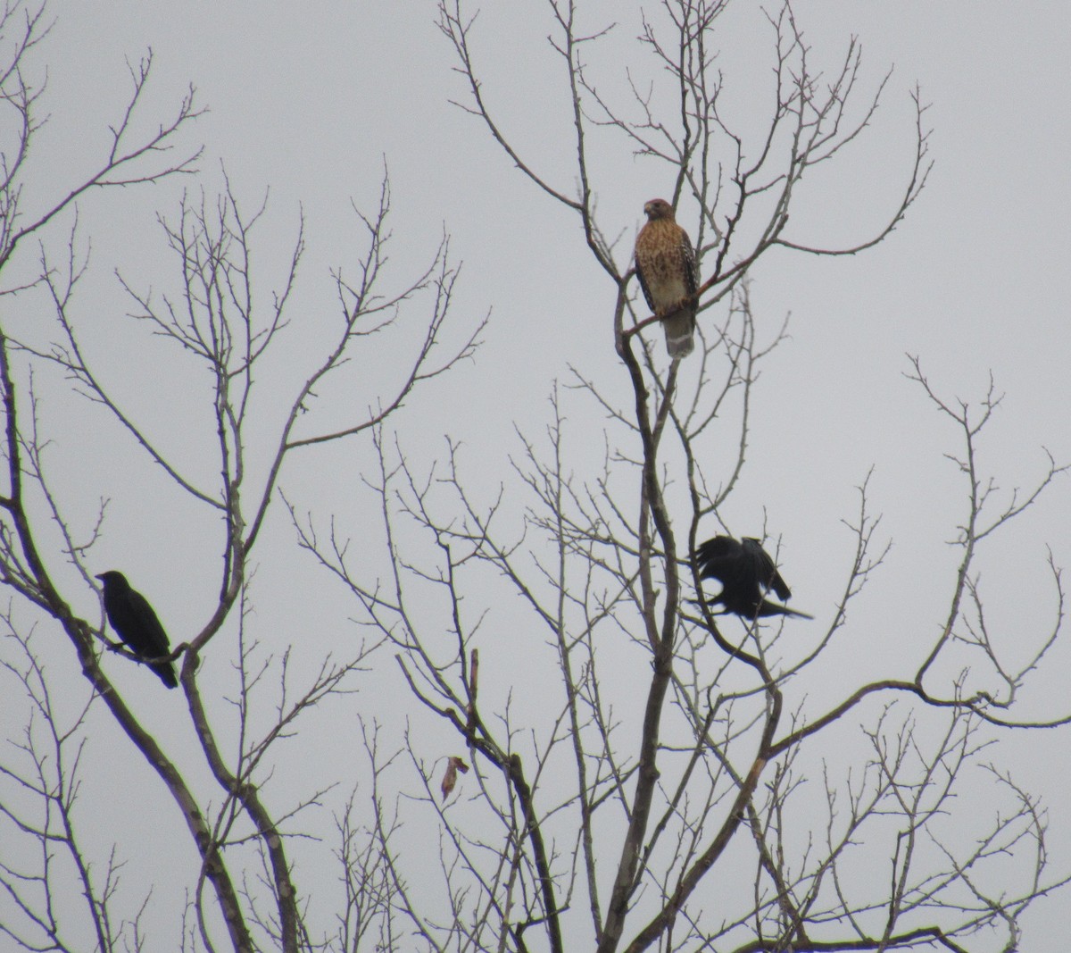 Red-shouldered Hawk - ML400356941