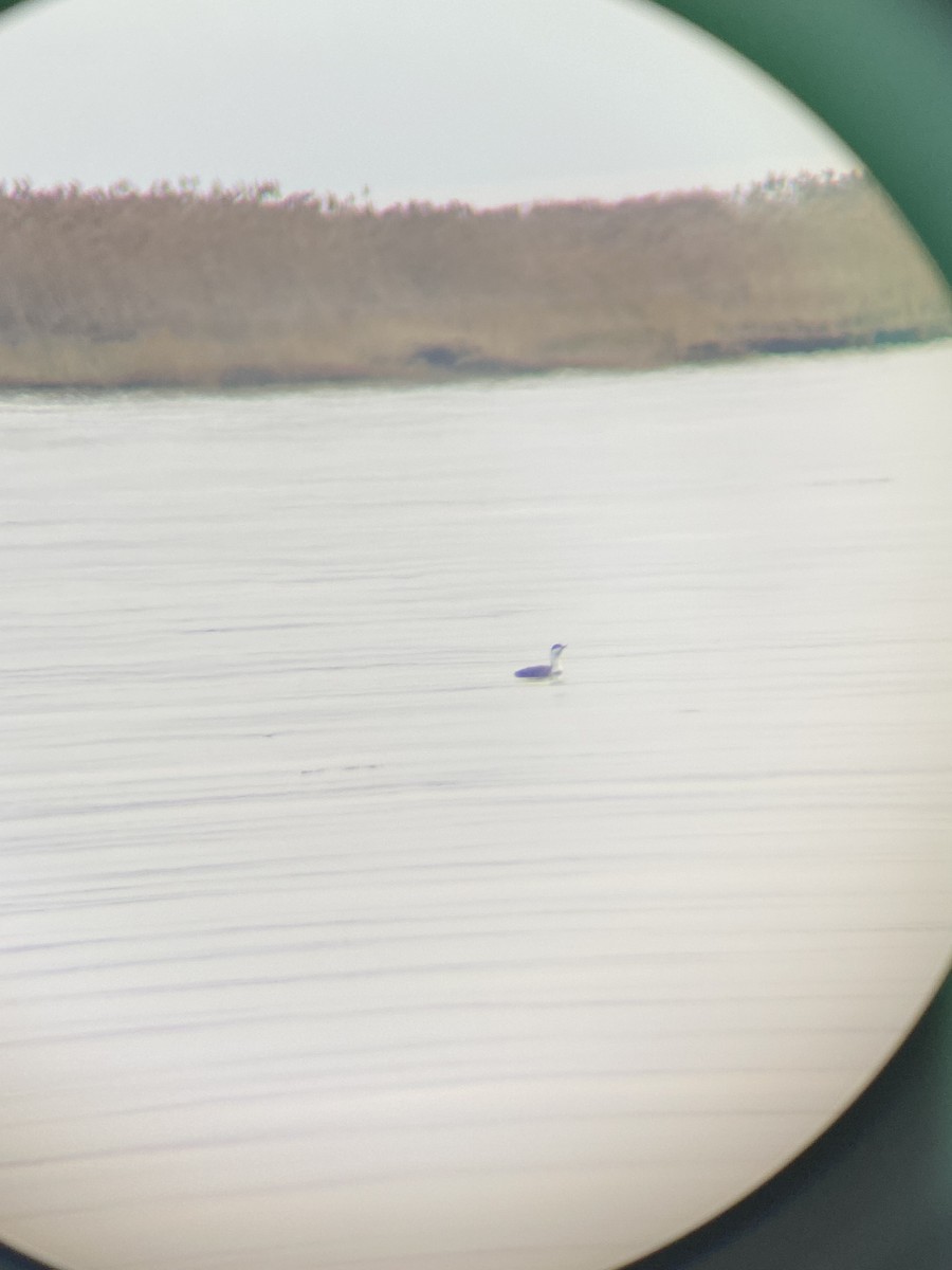 Red-throated Loon - Maddy Singer