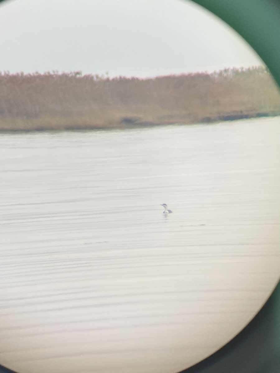 Red-throated Loon - Maddy Singer