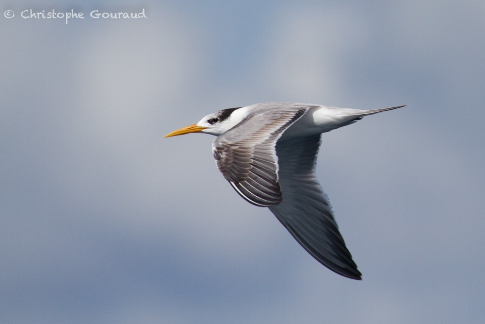 Lesser Crested Tern - ML400358431