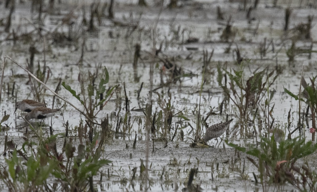 Stilt Sandpiper - ML400359361