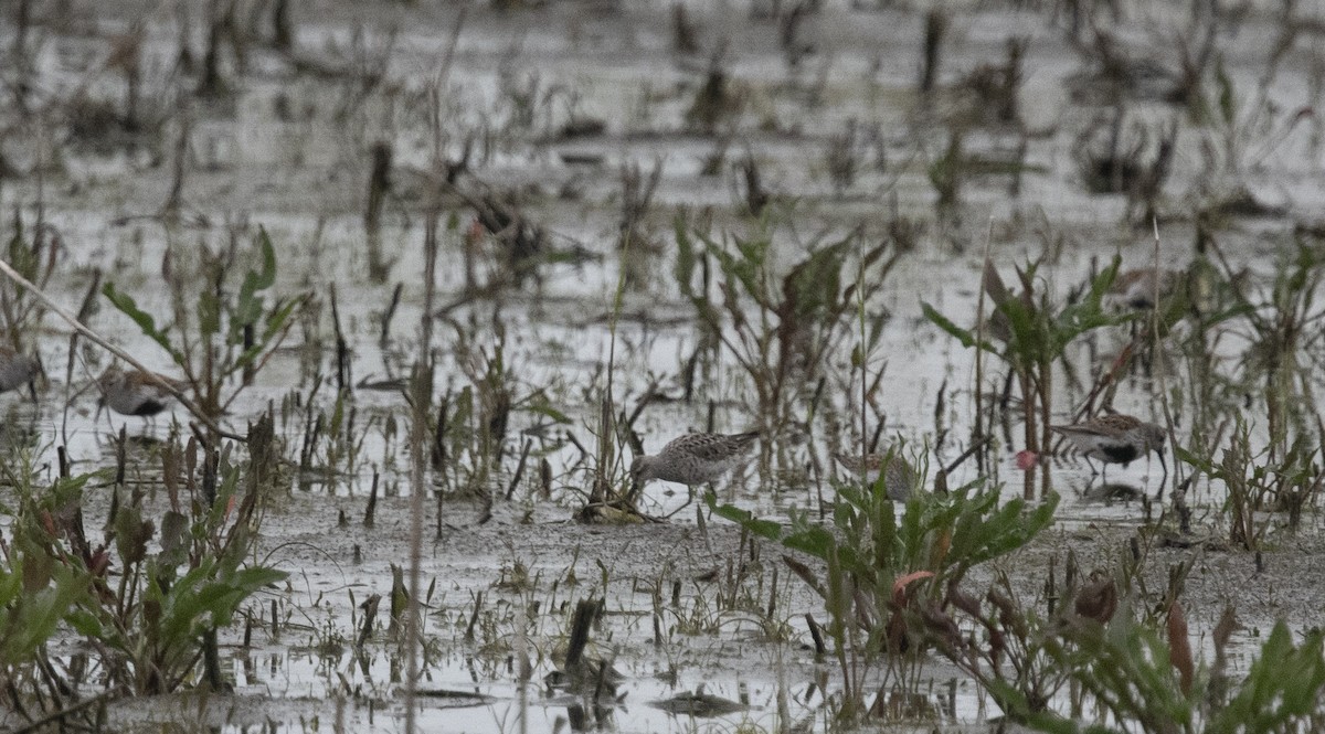 Stilt Sandpiper - ML400359371