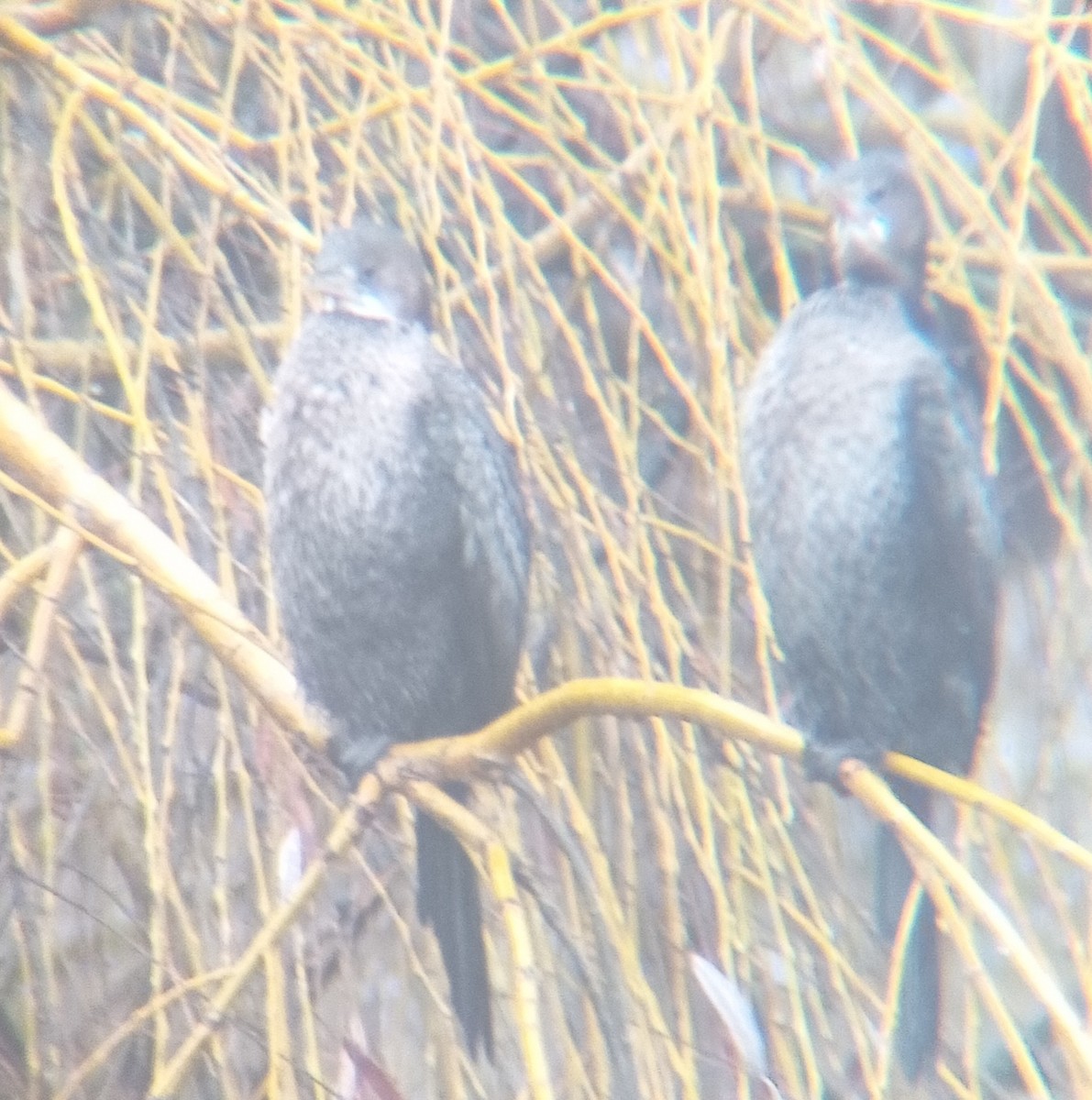 Pygmy Cormorant - ML400359941