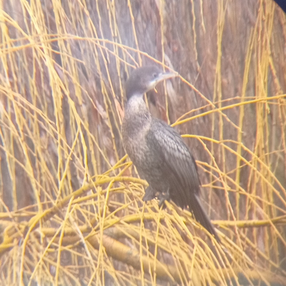 Pygmy Cormorant - ML400359951