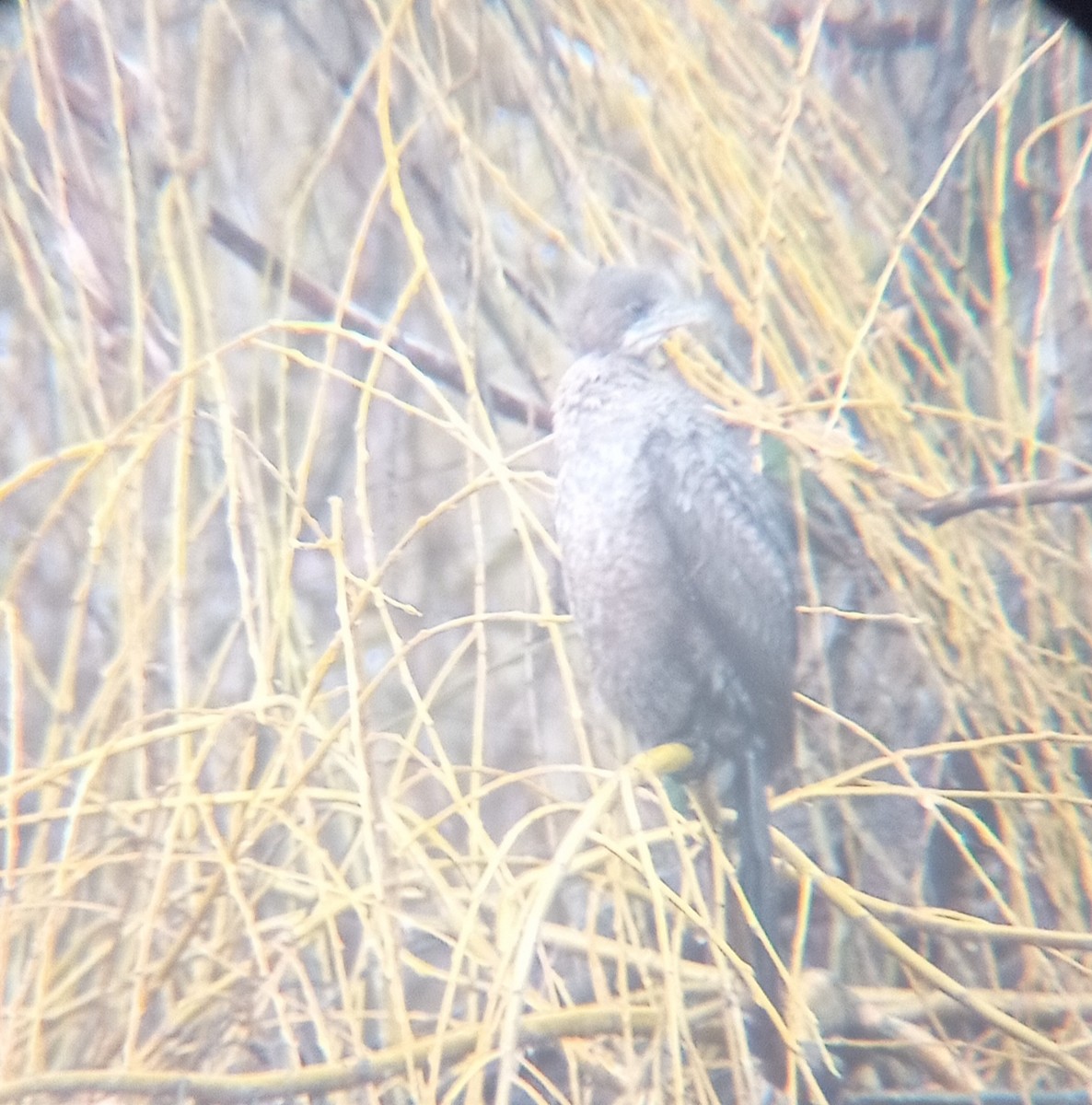 Pygmy Cormorant - ML400359961