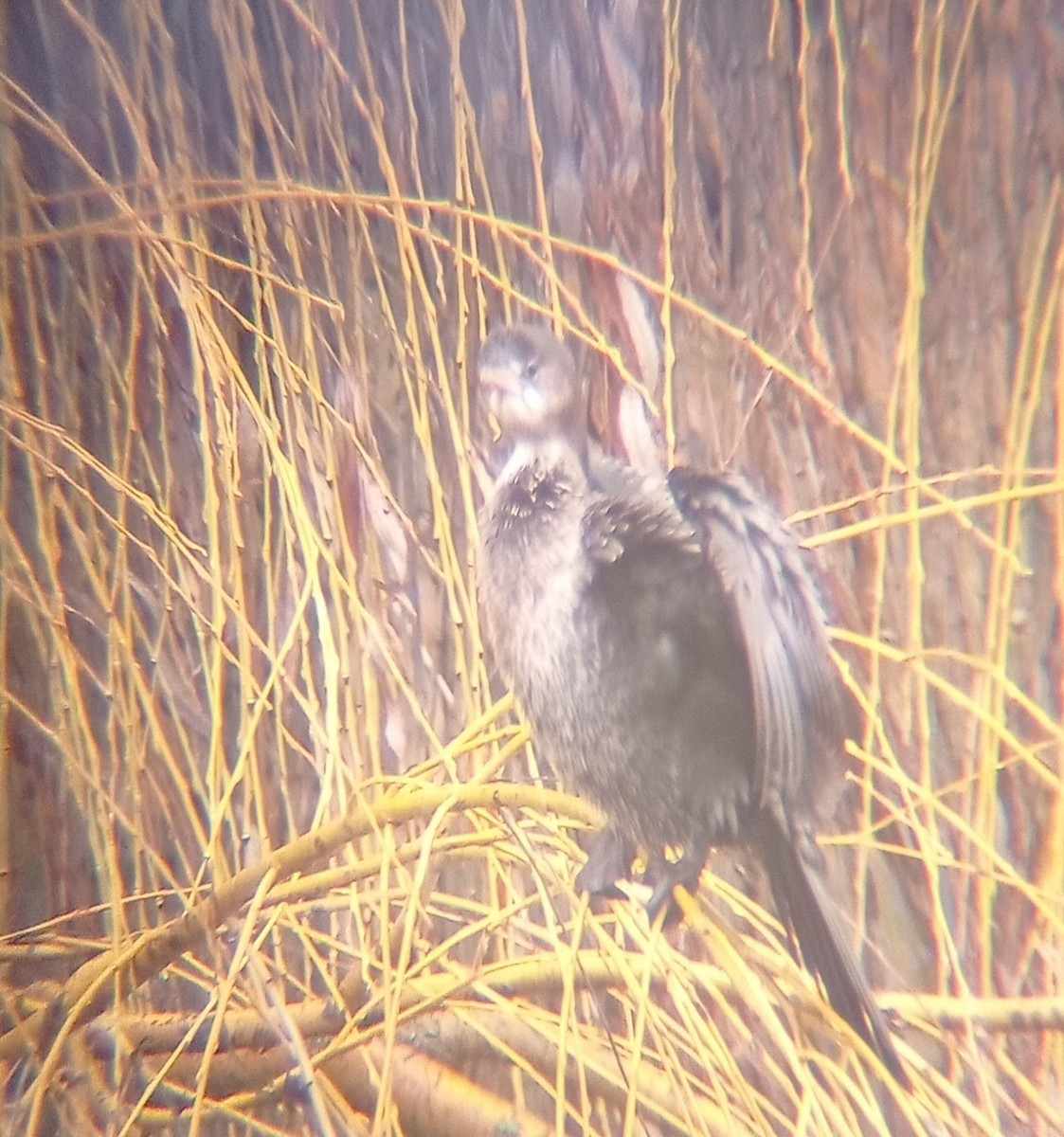 Pygmy Cormorant - ML400359971