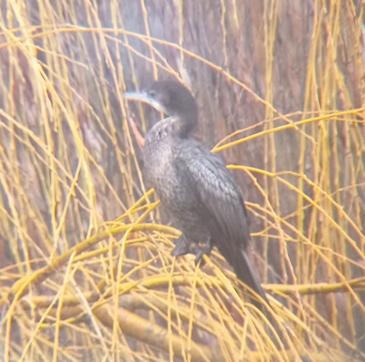 Pygmy Cormorant - ML400359981