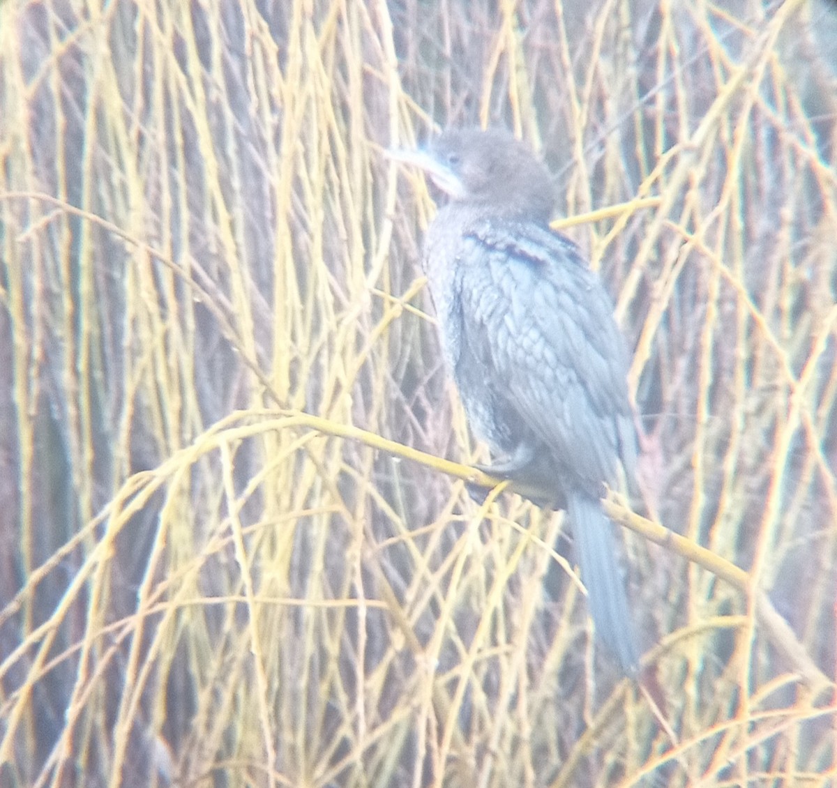 Pygmy Cormorant - ML400359991